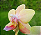 Mini Phalaenopsis Tying Shin Yellow Lover - Imagem 7