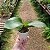Mini Phalaenopsis P 02 - Imagem 3