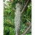 Bromelia Tillandsia Usneoides - Barba-de-Velho - Imagem 2