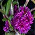 Dendrobium Hibiki (RARA) - Imagem 1