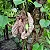 Papo de Peru - Aristolochia Gigantea - Imagem 1
