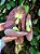 Aristolochia Gigantea (Papo de Peru) - Planta Exótica - Imagem 3