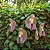 Papo de Peru - Aristolochia Gigantea - Imagem 4