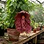 Papo de Peru - Aristolochia Gigantea - Imagem 2