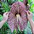 Aristolochia Gigantea (Papo de Peru) - Planta Exótica - Imagem 1