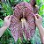 Papo de Peru - Aristolochia Gigantea (Planta Exótica) - Imagem 1