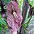 Aristolochia Gigantea (Papo de Peru) - Planta Exótica - Imagem 8