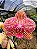 Orquídea Phalaenopsis Lady Rose - Imagem 1