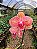 Orquídea Phalaenopsis Lady Rose - Imagem 4
