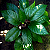 Dorstenia bahiensis - Imagem 4