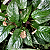 Dorstenia bahiensis - Imagem 7