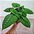Dorstenia bahiensis - Imagem 1