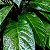 Dorstenia bahiensis - Imagem 6