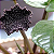 Dorstenia bahiensis - Imagem 9