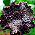 Dorstenia bahiensis - Imagem 3