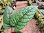 Dorstenia bahiensis - Imagem 14
