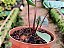Dorstenia bahiensis - Imagem 13