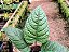 Dorstenia bahiensis - Imagem 12