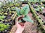 Dorstenia bahiensis - Imagem 15