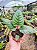 Dorstenia bahiensis - Imagem 10