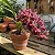 Orquídea Cymbidium Dorothy Stockstill - Imagem 4