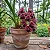 Orquídea Cymbidium Dorothy Stockstill - Imagem 3