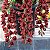 Cymbidium Dorothy Stockstill - Imagem 1