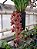 Cymbidium Dorothy Stockstill - Imagem 2