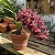 Orquídea Cymbidium Dorothy Stockstill - Imagem 2