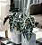 Alocasia Amazônica - Imagem 3