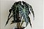 Alocasia Amazônica - Imagem 4