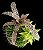 Bromélia Cryptanthus Zonatus 'zebrinus' - Imagem 2