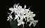 Cattleya Purpurata Alba - Imagem 2