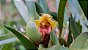 Maxillaria Ferdinandiana - ADULTA - Imagem 1