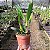 Cattleya Purpurata Semi Alba (Ex-Laelia Purpurata Semi Alba) - Imagem 2