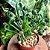 Albuca Spiralis (florindo) - Imagem 3