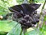 Flor Morcego (Tacca Chantrieri) - Imagem 3