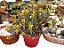 Euphorbia Aeruginosa Cactus - Imagem 4