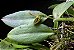 Acianthera Saundersiana - Imagem 2