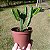Euphorbia Enopla - Imagem 2