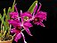 Cattleya Purpurata Sanguínea (ex-Laelia Purpurata Sanguínea) - Imagem 2
