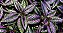 Escudo Persa - Strobilanthes Dyeriana - Imagem 7