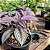 Escudo Persa - Strobilanthes Dyeriana - Imagem 2
