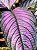 Escudo Persa - Strobilanthes Dyeriana - Imagem 2
