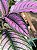 Escudo Persa - Strobilanthes Dyeriana - Imagem 3
