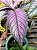 Escudo Persa - Strobilanthes Dyeriana - Imagem 5