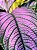 Escudo Persa - Strobilanthes Dyeriana - Imagem 6
