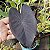 Colocasia Esculenta Black Magic - SUPER PROMOÇÃO - Imagem 3