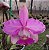 Cattleya Walkeriana Daiane Wenzel x Tipo 2010 - Imagem 1