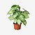 Planta Flecha - Syngonium Podophyllum - Imagem 2
